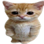 Monky rares logo