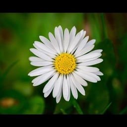 Annuus No Daisy project image