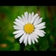 Annuus No Daisy logo