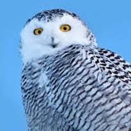 Owl Origin logo