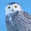 Owl Origin logo
