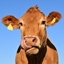 Firuz's Animal Husbandry logo
