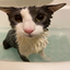 Account1's Soggy Cat over Totem of Undying logo