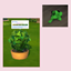 Mint (Harvestable) By Pied Piper | Chinese Translation logo