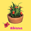 Hibiscus (Harvestable) By Pied Piper | Chinese Translation logo