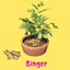 Ginger (Harvestable) By Pied Piper | Chinese Translation logo