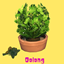 Oolong Leaves (Harvestable) By Pied Piper | Chinese Translation logo