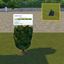 Juniper Berry (Harvestable) By Pied Piper | Chinese Translation logo