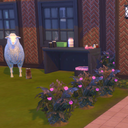 Rosa x damascena (Harvestable) By Pied Piper | Chinese Translation project image