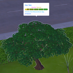 Figs Tree (Harvestable) By Pied Piper | Chinese Translation project image