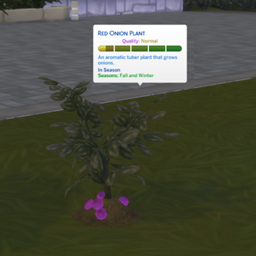 Red Onion (Harvestable) By Pied Piper | Chinese Translation project image
