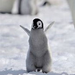 Ilikepenguins logo