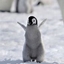 Ilikepenguins logo
