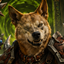 Dingo Raid Book (TBC) logo