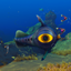 Starter Fish Model Replacements logo