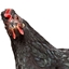 Chickens logo