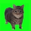 Oiia Oiia Cat Meme Totem logo