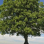 Lordanast Biomes logo