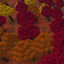 Dappled Forest logo