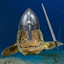 Ye Olde Coelacraft logo