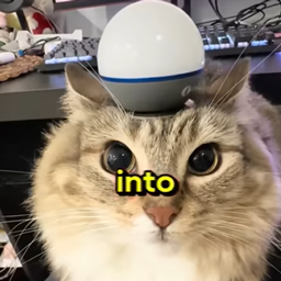 weird animals