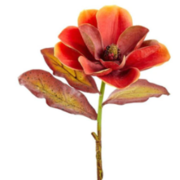 Faded magnolia