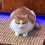 ObeseCat logo