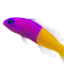 yellow and purple 小fish logo