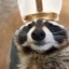 Tensura: Raccon's Additions logo