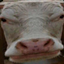 Gimme Leather & Beef logo