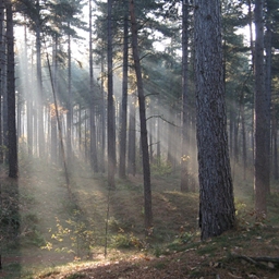 Settling of Wilton Woods logo