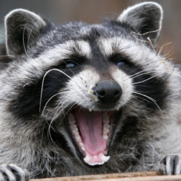 Raccoon's Tensura logo