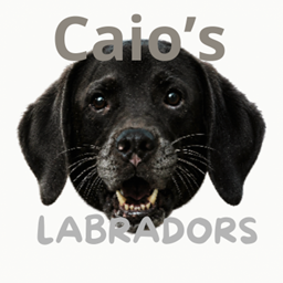 Caio's Labradors logo
