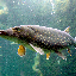 Fish-based Servers - Pike Edition logo