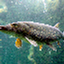 Fish-based Servers - Pike Edition logo
