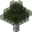 Better Birch logo