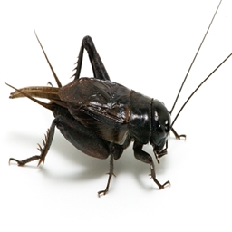 CricketCraft logo