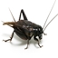 CricketCraft logo