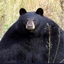 Big Bear Craft logo