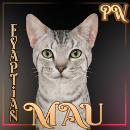 [PW] HD Egyptian Mau project image