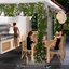 Recreio outdoor dining area 🌼🍽🌻 logo