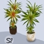 Agreste Madagascar Dragon Plant 🍃 logo