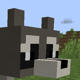 Racoons