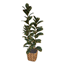 Comiko - Living Modern Farm Ficus Plant logo