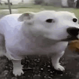 Bark Fart logo