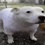 Bark Fart logo