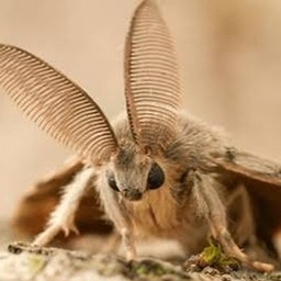 moff lands