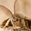 moff lands logo
