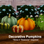 Decorative Pumpkins set of 2 - [Seasons Required] logo