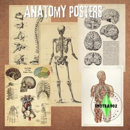 Anatomy posters project image